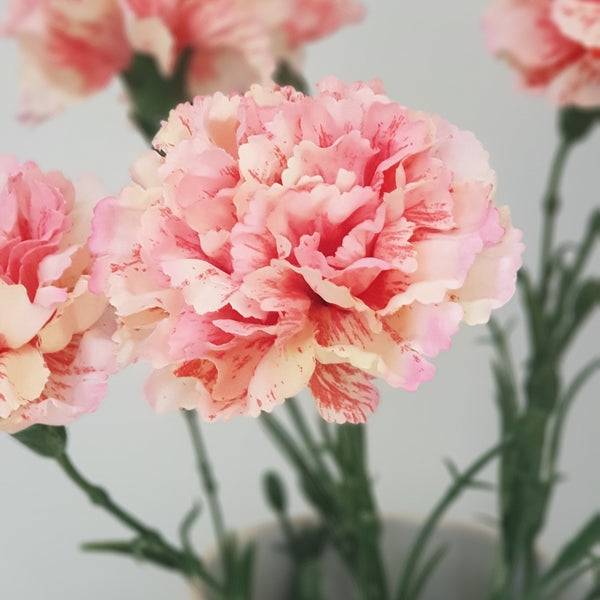 Striking Pink Carnations
