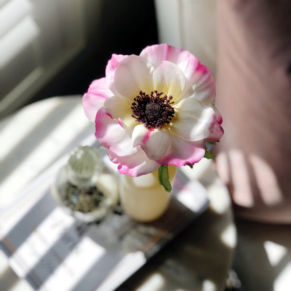 Pink and White Anemone - Faking Beautiful